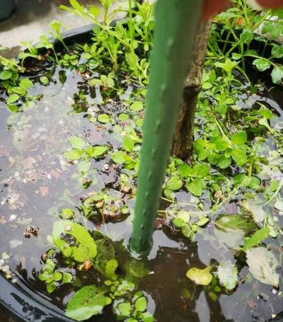 夏季浇水忽略这4个小细节，会让你的盆栽一直“半死不活”