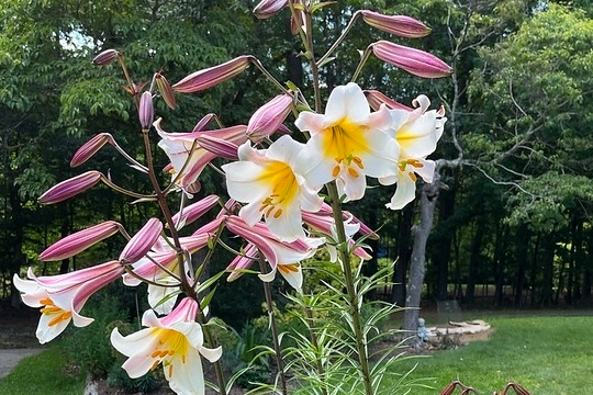 岷江百合怎么种，开花越来越多，只需搞定这3步