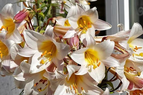 岷江百合怎么种，开花越来越多，只需搞定这3步