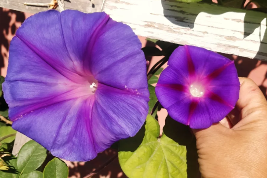 宿根大牵牛花的种植方法与爆花技巧