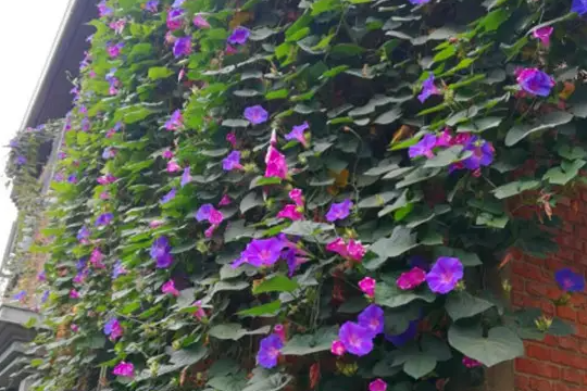 宿根大牵牛花的种植方法与爆花技巧