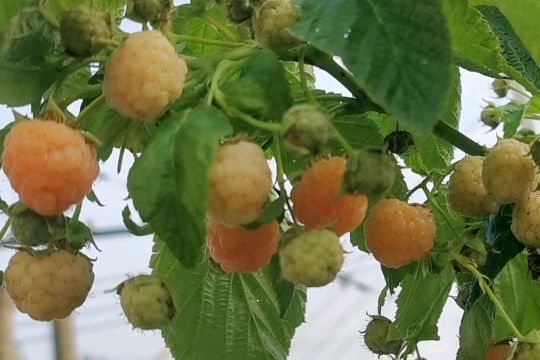 掌握树莓的种植方法和技术，实现家中树莓果自由