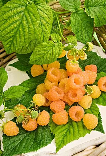 掌握树莓的种植方法和技术，实现家中树莓果自由