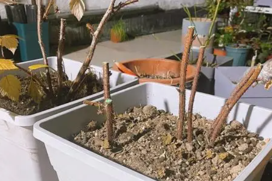 掌握树莓的种植方法和技术，实现家中树莓果自由