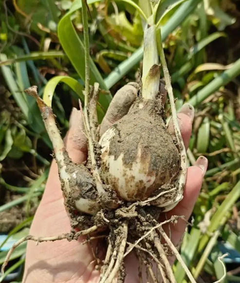 想要风雨兰一年多次开花？这5点很关键！