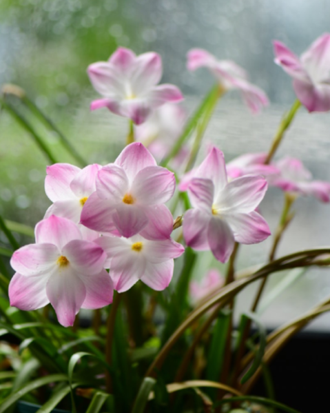 想要风雨兰一年多次开花？这5点很关键！