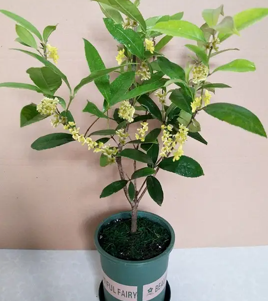桂花秋天怎么养才长得好，关键在这3点上，新手也容易掌握
