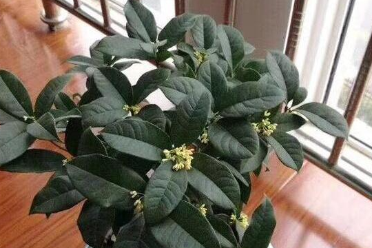 桂花秋天怎么养才长得好，关键在这3点上，新手也容易掌握
