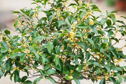 桂花秋天怎么养才长得好，关键在这3点上，新手也容易掌握