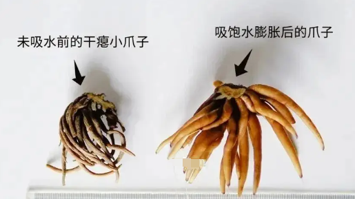 蝴蝶花毛茛的养殖方法和注意事项