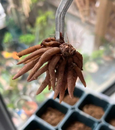 蝴蝶花毛茛的养殖方法和注意事项