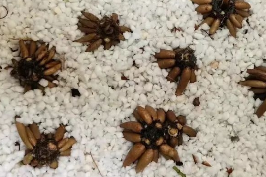 蝴蝶花毛茛的养殖方法和注意事项