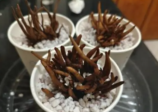 蝴蝶花毛茛的养殖方法和注意事项