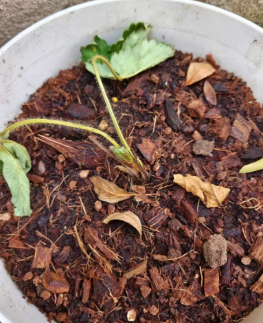 秋季盆栽草莓，做好这5点，草莓不死棵开花结果更早！