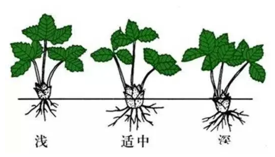 秋季盆栽草莓，做好这5点，草莓不死棵开花结果更早！
