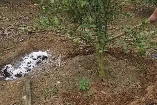 秋季施肥的正确方法