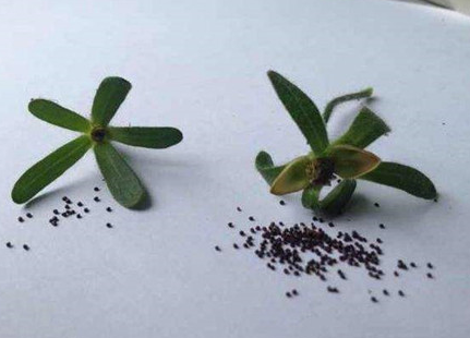 正确的秋季播种育苗方法
