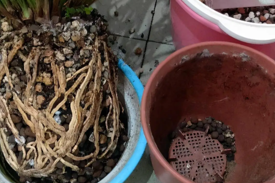 盆土板结就换土？掌握这3个小方法，可让盆土重新变疏松！