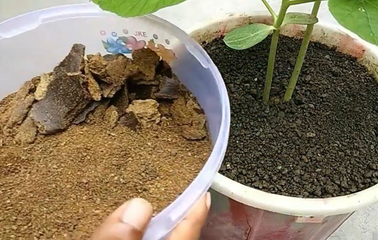 盆土板结就换土？掌握这3个小方法，可让盆土重新变疏松！