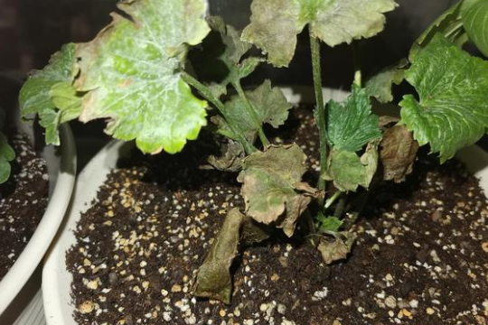 蝴蝶花毛茛发芽后枯萎怎么回事？注意这5个小细节，帮你一一排查