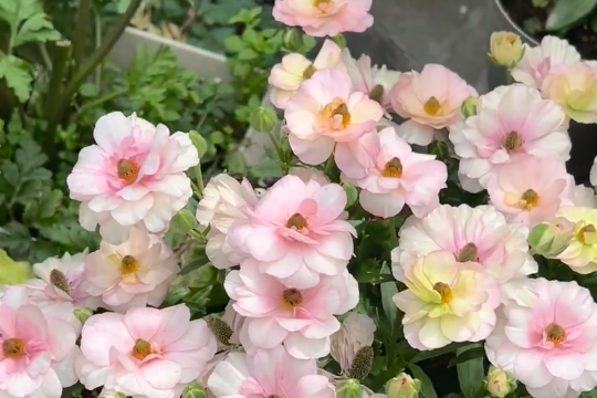 蝴蝶花毛茛发芽后枯萎怎么回事？注意这5个小细节，帮你一一排查