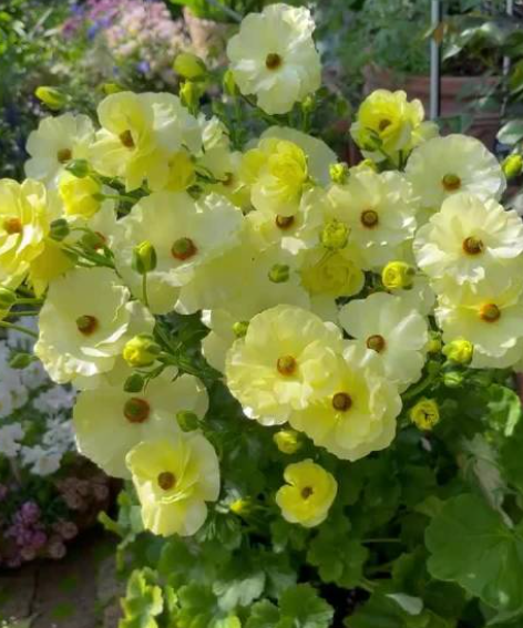 蝴蝶花毛茛发芽后枯萎怎么回事？注意这5个小细节，帮你一一排查