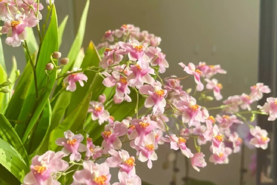 梦香兰总是花苞发黑消苞怎么办？避开这5点花开满盆！