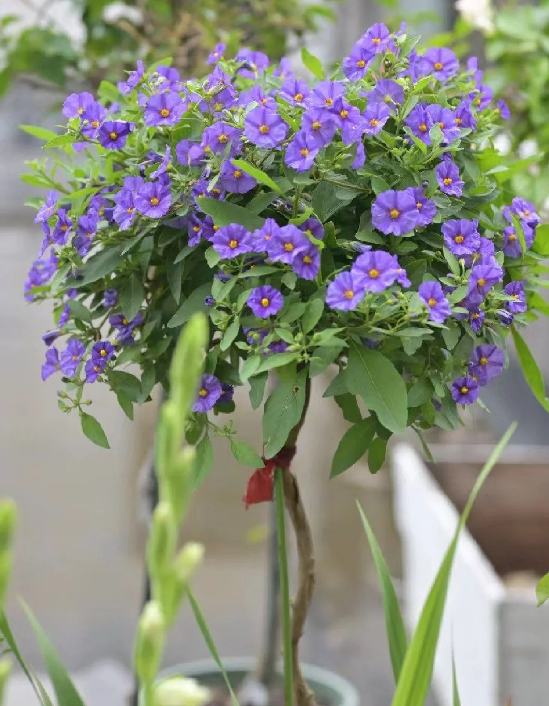 蓝花茄株型控制要点
