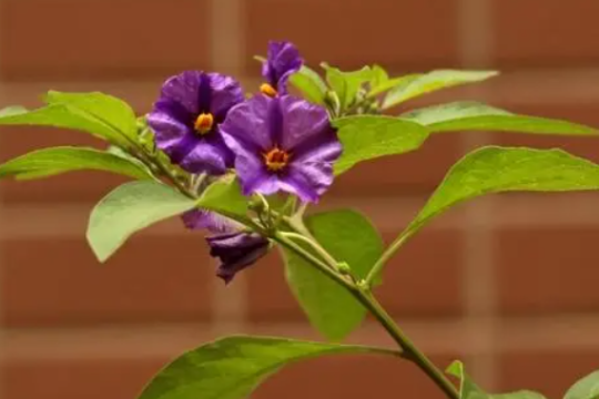 蓝花茄株型控制要点