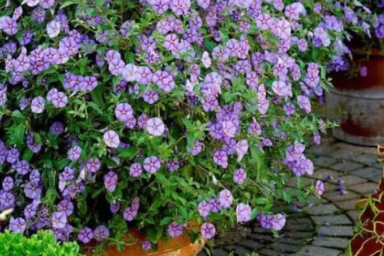 蓝花茄株型控制要点