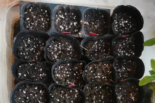 提升秋播成功率的3大关键点