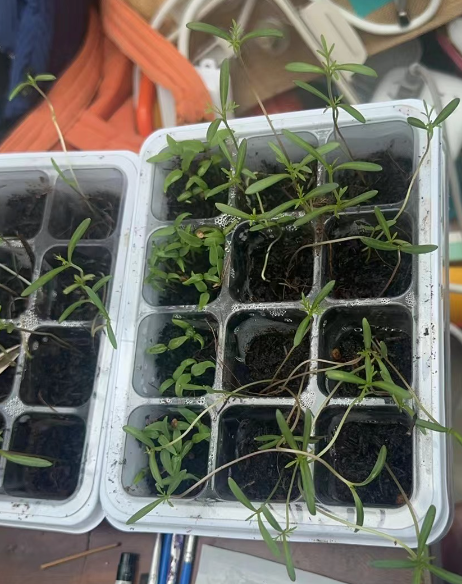 提升秋播成功率的3大关键点