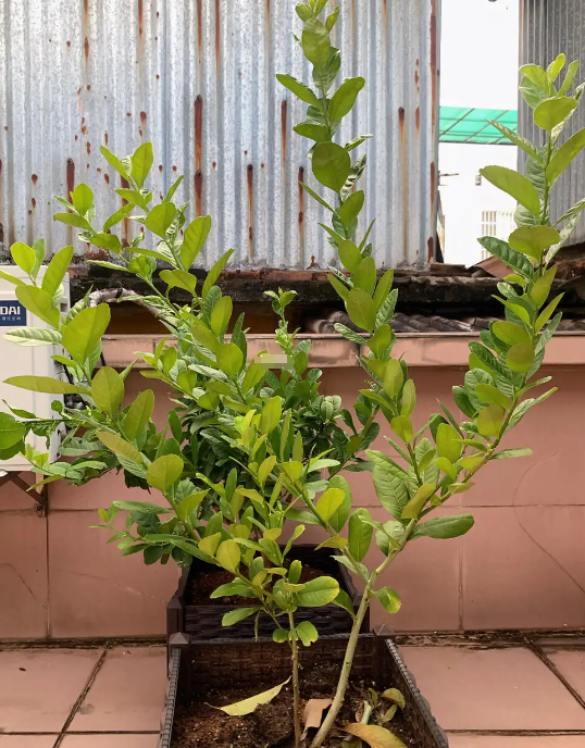 盆栽柠檬光长枝条不开花怎么办？做好这4点，结果大又多！