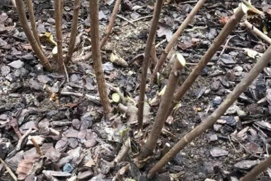 如何让无敌贝拉安娜绣球，开花大且多？紧抓这4点帮你实现