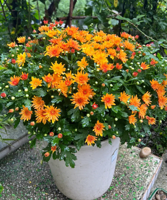 球菊持续爆花的养护技巧