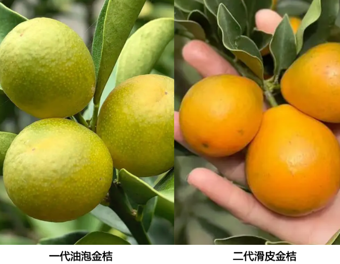 脆皮金桔苗购买技巧，不懂容易买到假货