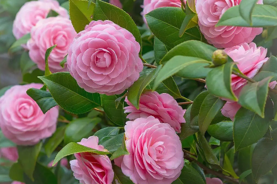 茶花洗根后花苞干瘪，叶片脱落咋回事？