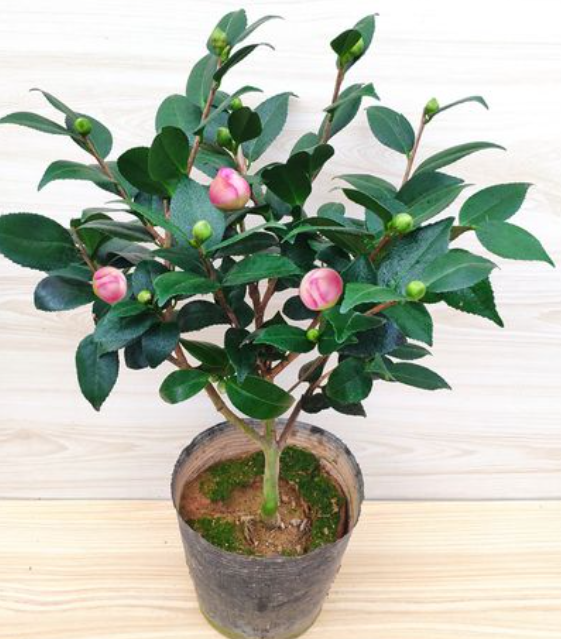茶花洗根后花苞干瘪，叶片脱落咋回事？