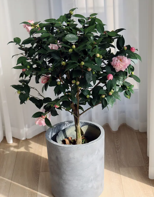 茶花洗根后花苞干瘪，叶片脱落咋回事？
