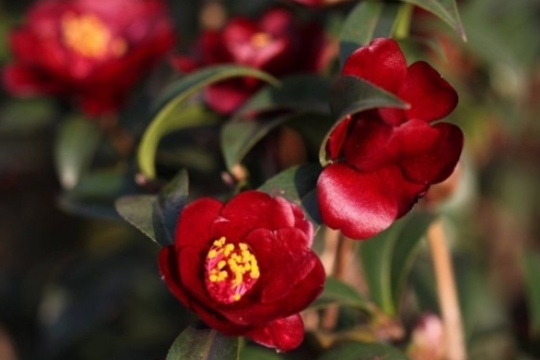 茶花洗根后花苞干瘪，叶片脱落咋回事？