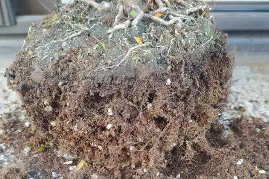 西洋杜鹃怎么养才能爆花