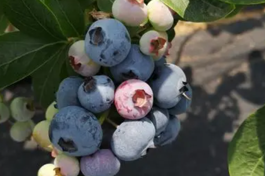 蓝莓盆栽种植方法和注意事项