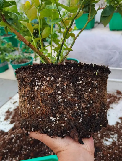 蓝莓盆栽种植方法和注意事项