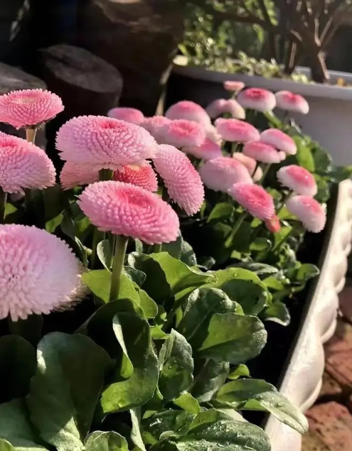绒球小雏菊的养殖方法和注意事项