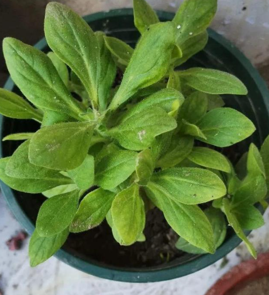 不同类型的矮牵牛，养护注意这一点区别，轻松开爆盆！