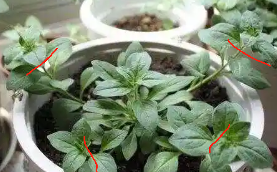 不同类型的矮牵牛，养护注意这一点区别，轻松开爆盆！
