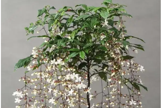 垂丝茉莉不开花是什么原因造成的
