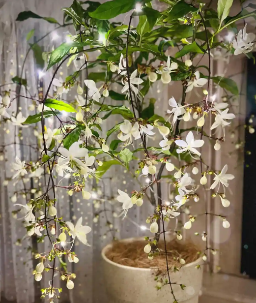 垂丝茉莉不开花是什么原因造成的