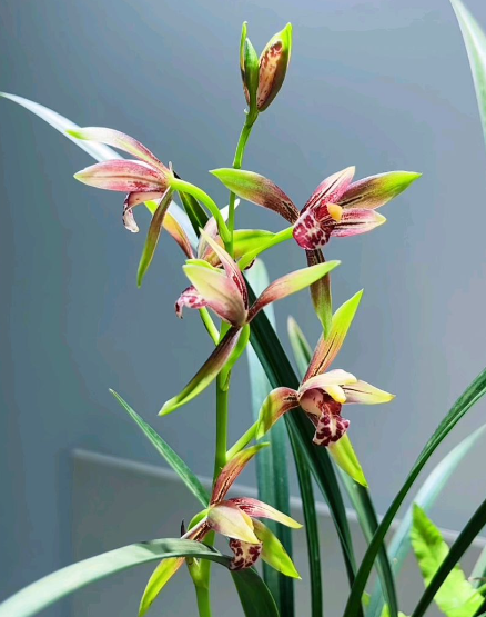 建兰花期怎么养护管理？按这3点行事，花香浓郁花期长