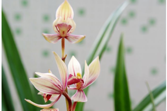 建兰花期怎么养护管理？按这3点行事，花香浓郁花期长
